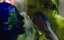  / Raw - 