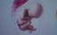   / Vong Nhi / The Unborn Soul - 