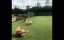 ,    / The Day Sports Stood Still - 