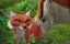 ������ � �����. ����� ����������� / Adventures of Akira and Mowgli - 1 �����, 18 �����