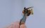  - / Attack of the Murder Hornets - 