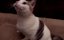   /   / Hell's Kitty -  2