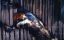  :    / Francis Bacon: A Brush with Violence - 