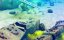 ��� 3D / The Reef 2: High Tide - �����
