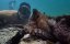   -  / My Octopus Teache -   