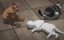     / Nyaight of the Living Cat - 1 , 6 