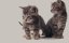 � ��� ������ ����� / ������ ������ ����� / Inside the Mind of a Cat - �����