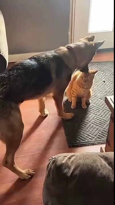 ������