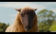 ������ �������� (The Sheep Detective) - ������� (2026)
