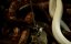   / Treasure Guards - 