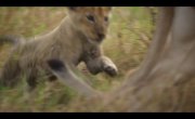 ��� / Lion - 1 �����, 1 �����