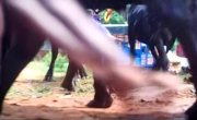 �������� / Karavali - �����