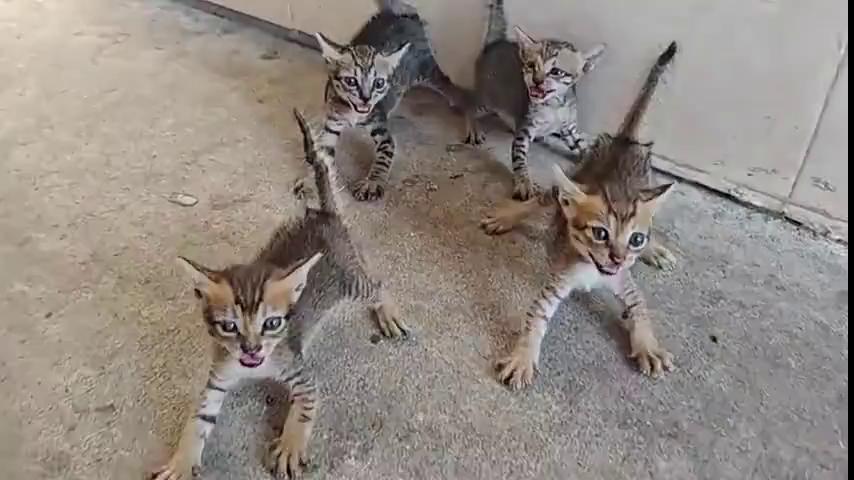 ������