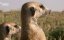 ����� ����� ������������ / Brown Hyenas of the Makgadikgadi - �����