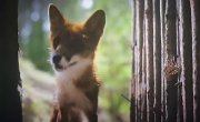 Мой дикий друг. Возвращение домой - Фильм