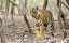 ������� ������ / Clash of Tigers - �����