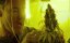 �����-�������� / Kid Cannabis - �����