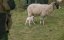 ����� ��������� / Clarkson's Farm - 5 �����, 4 �����