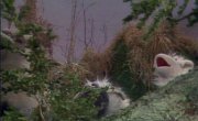 ������-��� / The Muppet Show - 4 �����, 17 �����