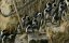 �����������: �������� / Penguins: Meet the Family - �������