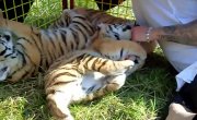 BABY TIGER CUTE FIGHT 2 (   2)