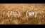    / The Monk and the Gun - 