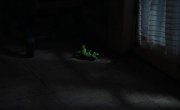 .   - / Traumatika - 