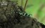 ���������, ��� ������������� ��� / Insects, The World of Millimeters - �������