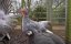 ��� �� ���� ������������ / Animals of Thanksgiving - �����-�������