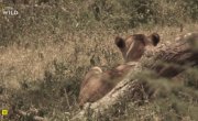 ���������� ���� ������ / Africa's Ghost River - 1 �����, 2 ����� "����� �����_p"