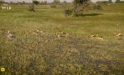 ���������� ���� ������ / Africa's Ghost River - 1 �����, 1 ����� "����_p"