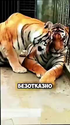 ������