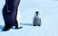 ����� ����! / Happy Feet - �����