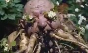 ����� "����� ��������" - ������