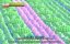 ������� ������� / Running Man - 2 �����, 182 �����