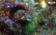    -   / Wild Window: Bejeweled Fishes - 