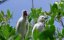   -   / Caraïbes sauvages, les rivages de la biodiversité - 