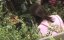 ������� ��� / Kûchû teien / Hanging Garden - �������