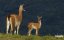 : - / Mountain Lion: The Ghost Cat - 