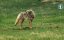 ������� � ������ / Il était une fois dans la prairie / The Wild West: A Prairie Dog's Life - �������