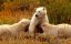   / Polar Bears: A Summer Odyssey - 