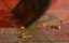   / Picking Up the Pieces -  