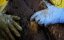   / Escape from Extinction -   