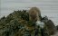     / Wild Shetland: Scotland's Viking Frontier - 