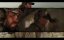  :   (The Terminal List: Dark Wolf) -   (2025)