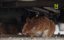       / How Dogs And Cats Conquered The World -   