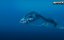   / Prehistoric Worlds - 