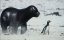 :  / Penguins: Meet the Family - 