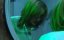   / Unchaste relatioships - 