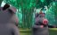 ����� � ������� ���� / Panda and Rooster - 1 �����, 33 �����
